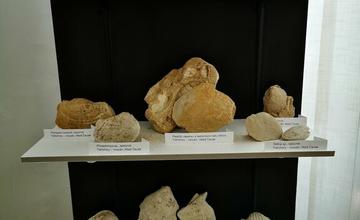 FOTO: Výstava Z pravekých morí horného Ponitria v Hornonitrianskom múzeu v Prievidzi