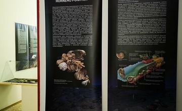 FOTO: Výstava Z pravekých morí horného Ponitria v Hornonitrianskom múzeu v Prievidzi