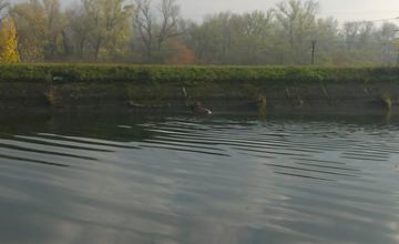 FOTO: Hasiči ratovali  jeleňa uviaznutého v derivačnom kanáli rieky Váh