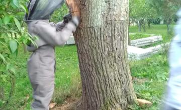 FOTO: Sršne a osy zamestnávajú dobrovoľných hasičov. S odstraňovaním hniezd bodavého hmyzu majú plné ruky práce