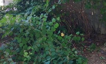 FOTO: V Trenčíne si povedali dosť! Neporiadok z parku musel zmiznúť