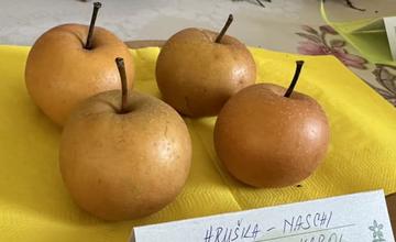 FOTO: Dubničania predviedli svoje záhradkárske skvosty