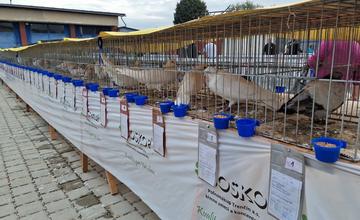 FOTO: Cez víkend sa v Trenčianskom kraji konali hodové slávnosti aj výstava exotického vtáctva