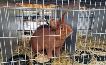 FOTO: Cez víkend sa v Trenčianskom kraji konali hodové slávnosti aj výstava exotického vtáctva