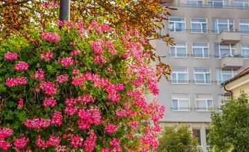 FOTO: Rozkvitnutá jeseň v kúpeľnom meste na Považí. Viete ako vznikli?