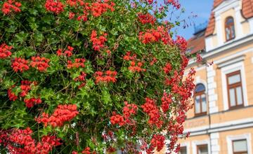 FOTO: Rozkvitnutá jeseň v kúpeľnom meste na Považí. Viete ako vznikli?