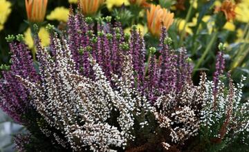 FOTO: Trenčianske cintoríny sú otvorené dlhšie. Mesto apeluje na ich návštevníkov, aby mysleli ekologicky