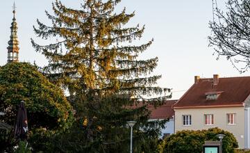 FOTO: Nové Mesto nad Váhom príde o svoj tradičný vianočný strom na námestí