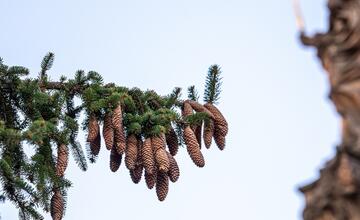 FOTO: Nové Mesto nad Váhom príde o svoj tradičný vianočný strom na námestí