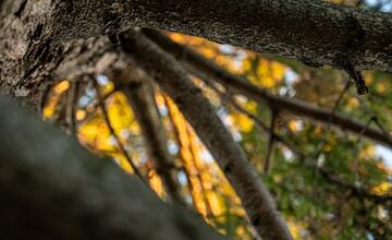 FOTO: Nové Mesto nad Váhom príde o svoj tradičný vianočný strom na námestí