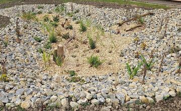 FOTO: Žiaci z Púchova vytvorili dažďovú záhradu