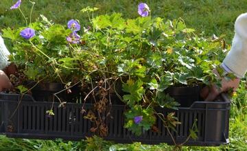 FOTO: Žiaci z Púchova vytvorili dažďovú záhradu