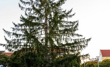 FOTO: Vianočný zázrak v meste na Považí. Novomošťenia nateraz o tradičný symbol Vianoc neprídu