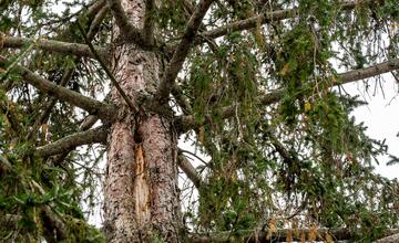 FOTO: Vianočný zázrak v meste na Považí. Novomošťenia nateraz o tradičný symbol Vianoc neprídu