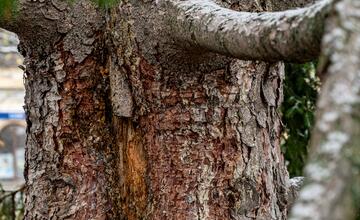FOTO: Vianočný zázrak v meste na Považí. Novomošťenia nateraz o tradičný symbol Vianoc neprídu