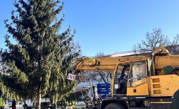 FOTO: Strastiplná životná púť tohtoročného vianočného stromu v Handlovej