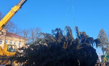 FOTO: Strastiplná životná púť tohtoročného vianočného stromu v Handlovej