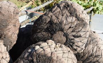 FOTO: Nozdrkovský chodník lemuje nové stromoradie. Samospráva do neho investovala tisíce eur