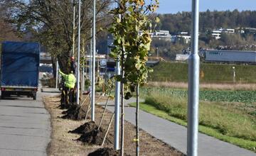 FOTO: Nozdrkovský chodník lemuje nové stromoradie. Samospráva do neho investovala tisíce eur