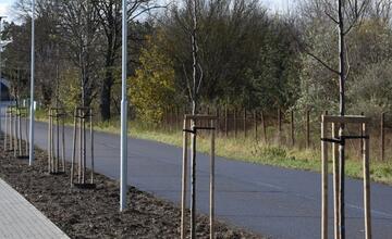 FOTO: Nozdrkovský chodník lemuje nové stromoradie. Samospráva do neho investovala tisíce eur
