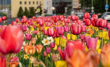 FOTO: V Novom Meste nad Váhom vysadili 33-tisíc cibuliek kvetov