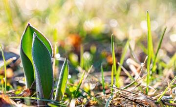FOTO: V Novom Meste nad Váhom vysadili 33-tisíc cibuliek kvetov