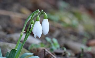 FOTO: Trenčanom sa naskytol uprostred februára jedinečný pohľad 