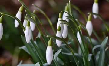 FOTO: Trenčanom sa naskytol uprostred februára jedinečný pohľad 