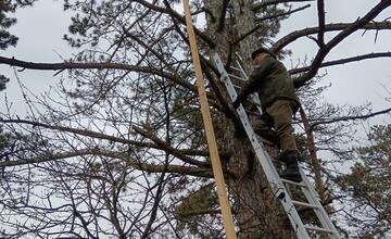 FOTO: Na Čachtickom hrade zasahovali hasiči aj Stráž prírody, hradný maskot zostal uväznený vysoko nad zemou
