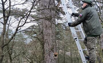 FOTO: Na Čachtickom hrade zasahovali hasiči aj Stráž prírody, hradný maskot zostal uväznený vysoko nad zemou