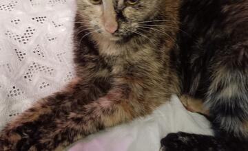 FOTO: Na Čachtickom hrade zasahovali hasiči aj Stráž prírody, hradný maskot zostal uväznený vysoko nad zemou