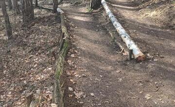 FOTO: V trenčianskom lesoparku rúbu stromy. Mesto tvrdí, že ide o každoročný ozdravný proces