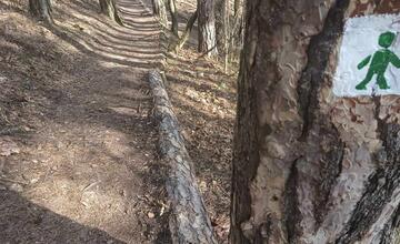 FOTO: V trenčianskom lesoparku rúbu stromy. Mesto tvrdí, že ide o každoročný ozdravný proces