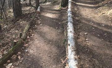 FOTO: V trenčianskom lesoparku rúbu stromy. Mesto tvrdí, že ide o každoročný ozdravný proces