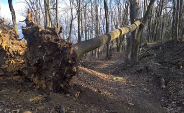 FOTO: V trenčianskom lesoparku rúbu stromy. Mesto tvrdí, že ide o každoročný ozdravný proces