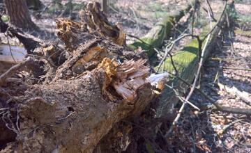 FOTO: V trenčianskom lesoparku rúbu stromy. Mesto tvrdí, že ide o každoročný ozdravný proces