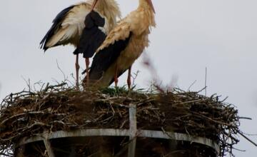 FOTO: Do Bošáce sa už vrátil Oliver. Miestni obyvatelia z neho nevedia oči spustiť