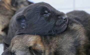 FOTO: Policajným psom sa narodili malinké šteniatka