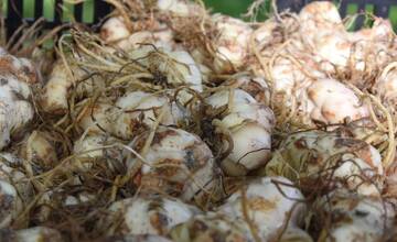 FOTO: Rozkvitnutý Trenčín