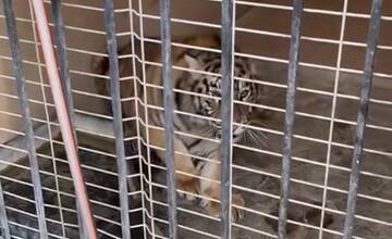 FOTO: Muž neďaleko Trenčína napriek zákazu choval tigre. Mladé šelmy skončili v bojnickej zoo