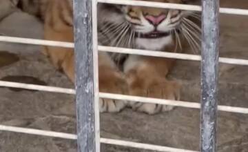 FOTO: Muž neďaleko Trenčína napriek zákazu choval tigre. Mladé šelmy skončili v bojnickej zoo