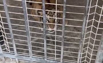 FOTO: Muž neďaleko Trenčína napriek zákazu choval tigre. Mladé šelmy skončili v bojnickej zoo
