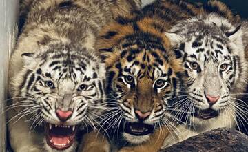 FOTO: Muž neďaleko Trenčína napriek zákazu choval tigre. Mladé šelmy skončili v bojnickej zoo