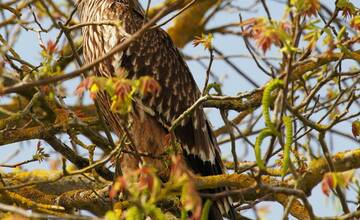 FOTO: Otrávený dravec dostal vďaka záchranárom druhú šancu na život