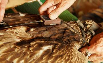 FOTO: Otrávený dravec dostal vďaka záchranárom druhú šancu na život