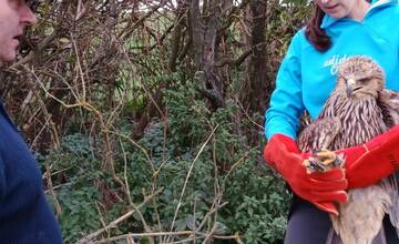 FOTO: Otrávený dravec dostal vďaka záchranárom druhú šancu na život