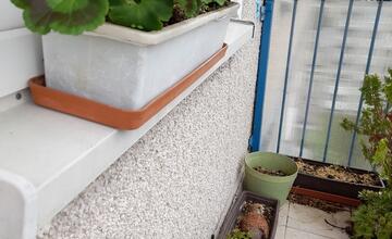 FOTO: Samička sokola myšiara sa usídlila v kvetináči. Obyvatelia Trenčianskych Teplíc majú zážitok