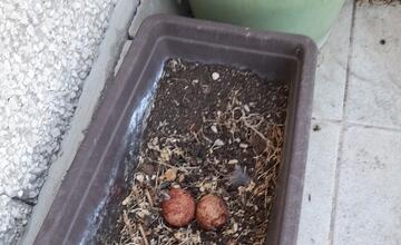 FOTO: Samička sokola myšiara sa usídlila v kvetináči. Obyvatelia Trenčianskych Teplíc majú zážitok