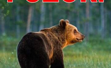 FOTO: Medveď hnedý videný nad obcou Košeca v okrese Ilava