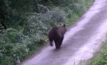 FOTO: Medveď hnedý videný nad obcou Košeca v okrese Ilava